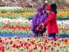 Helen Pigdon and Barbara Best enjoy the tulips during Araluen’s springtime festival. Photograph — Matt Devlin.