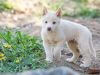 Puppy at play. Photographs — Matt Devlin.