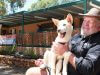 Bill Dewhurst with one of the dingoes at the newly opened education facility in Kaarakin black cockatoo conservation centre. Photograph — Matt Devlin.