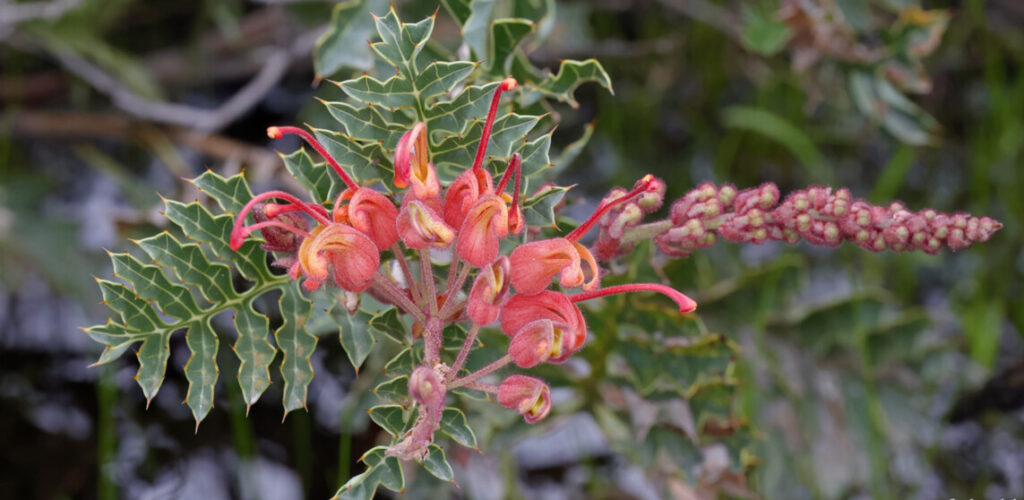 Image of native Australian plant called fuchsia Grevillea bipinnatifida.