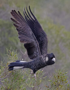 Flying shot of Carnaby's Black-Cockatoo.