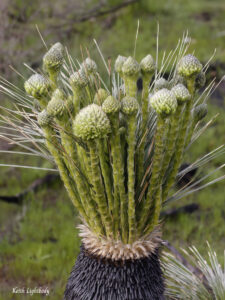 Image of native Australian plant.